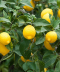 Meyer Lemon Tree (Citrus reticulata) - PlantologyUSA - Medium 4-5'