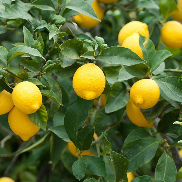 Meyer Lemon Tree (Citrus reticulata)