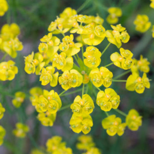 Milkweed Yellow (Asclepias Curassavica)