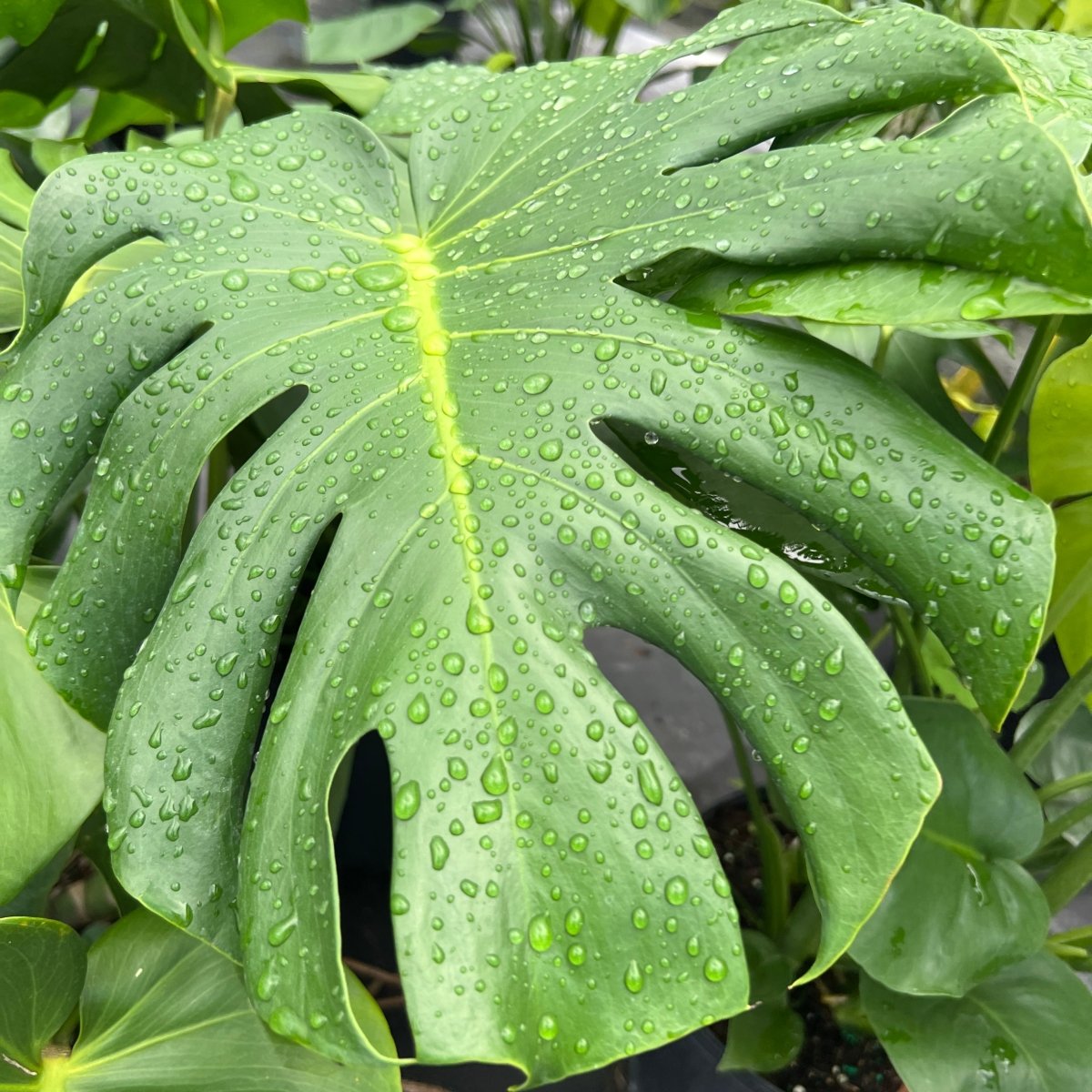 Plantology USA Monstera Deliciosa - Thumbnail 2