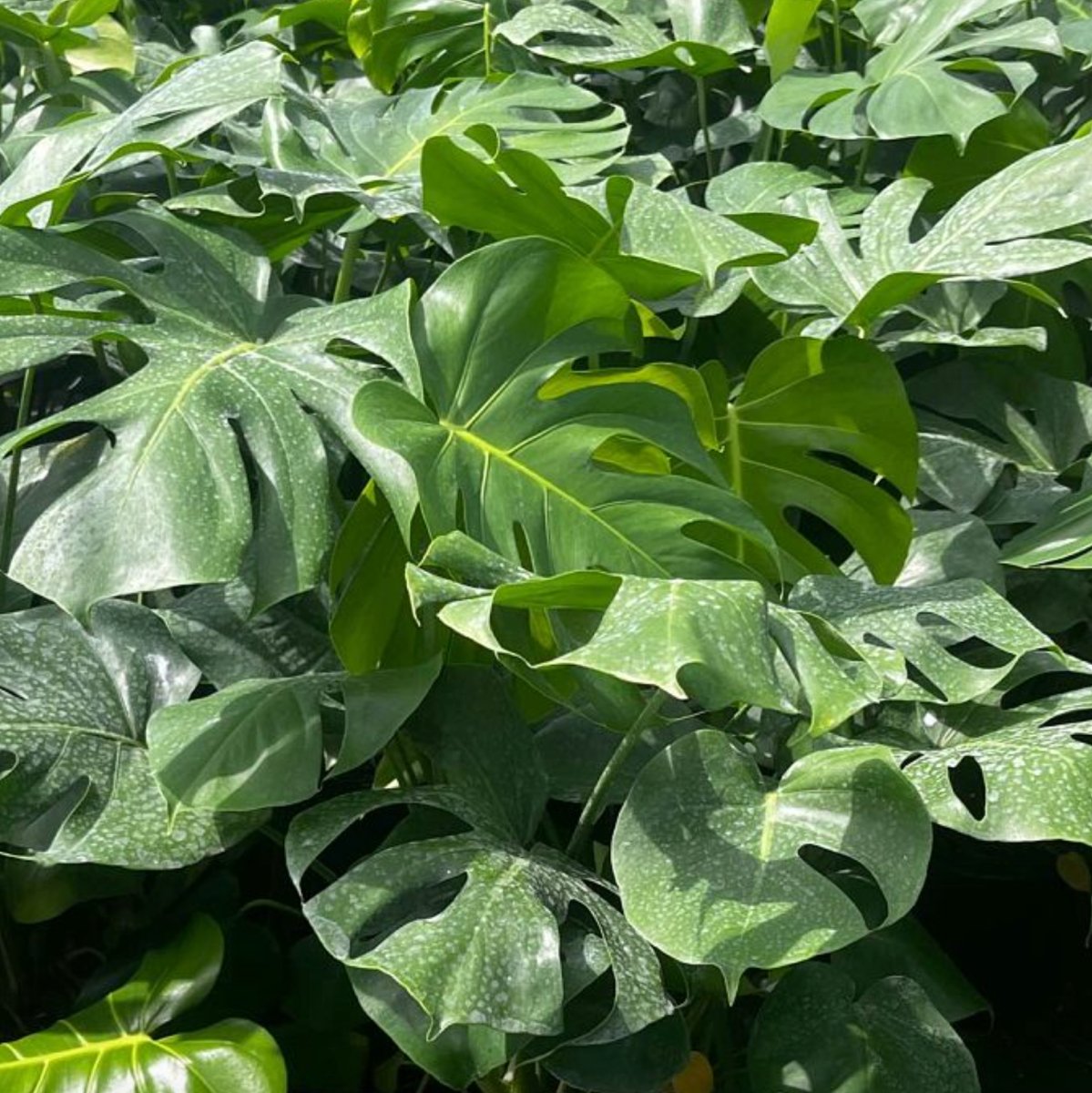 monstera deliciosa 3-6 Monstera Deliciosa – Swiss Cheese Plant