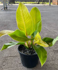 Moonlight Philodendron (Philodendron 'Moonlight') - PlantologyUSA - 3 Gallon