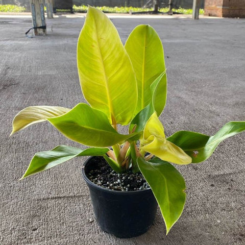philodendron moonlight soil Moonlight Philodendron (Philodendron 'Moonlight') – Plantology USA