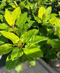 Moonlight Philodendron (Philodendron 'Moonlight') - PlantologyUSA - 3 Gallon