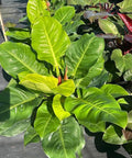 Moonlight Philodendron (Philodendron 'Moonlight') - PlantologyUSA - 3 Gallon
