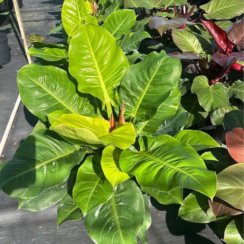 philodendron moonlight flower Moonlight Philodendron (Philodendron 'Moonlight') – Plantology USA