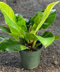 Moonlight Philodendron (Philodendron 'Moonlight') - PlantologyUSA - 3 Gallon