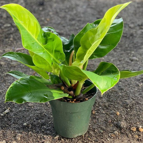 Moonlight Philodendron (Philodendron 'Moonlight') - PlantologyUSA - 3 Gallon