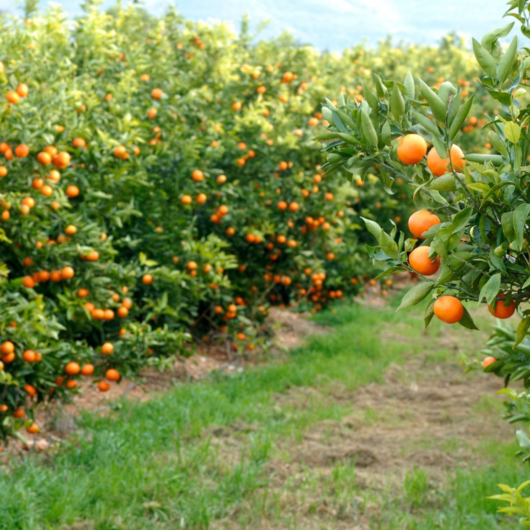 Navel Orange Tree (Citrus Sinensis) - Juicy Homegrown Fruit ...