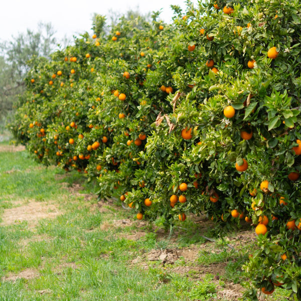 Navel Orange (Citrus Sinensis)