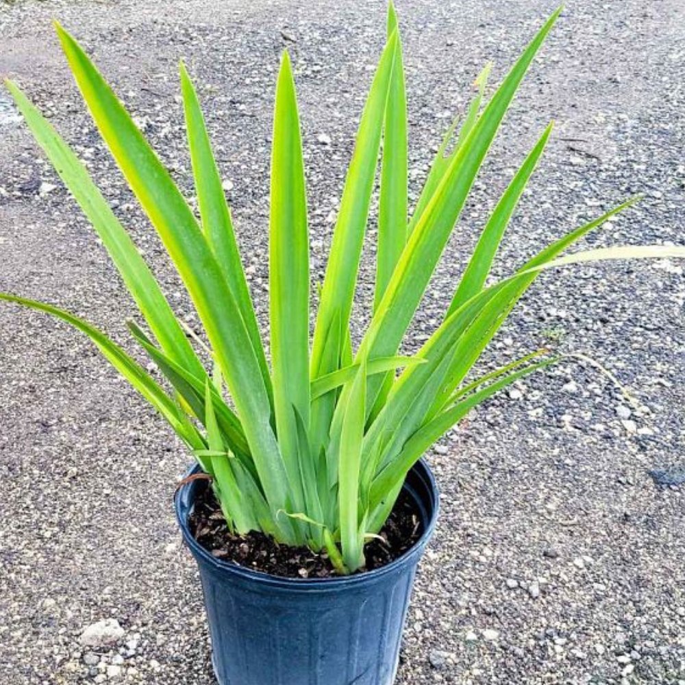 Giant Apostle's Iris 'Regina Iris' for Sale
