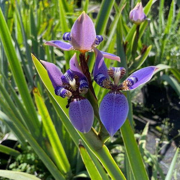 Giant Apostle's Iris 'Regina Iris' for Sale | PlantologyUSA.com