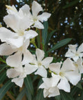 Nerium Oleander 'Hardy White' (Nerium oleander) - PlantologyUSA - Large 30-40"
