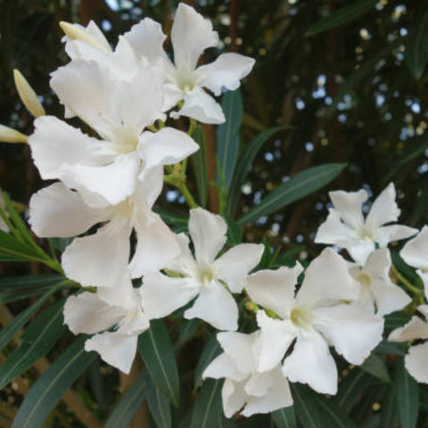 Nerium Oleander 'Hardy White' (Nerium oleander) - PlantologyUSA - Large 30-40"