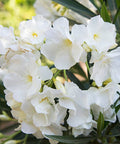 Nerium Oleander 'Hardy White' (Nerium oleander) - PlantologyUSA - Large 30-40"