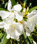 Nerium Oleander 'Hardy White' (Nerium oleander) - PlantologyUSA - Large 30-40"
