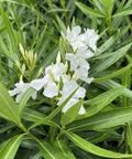 Nerium Oleander 'Hardy White' (Nerium oleander) - PlantologyUSA - Medium 20-25"