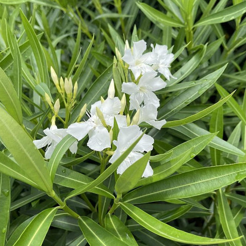 Nerium Oleander 'Hardy White' (Nerium oleander) - PlantologyUSA - Medium 20-25"