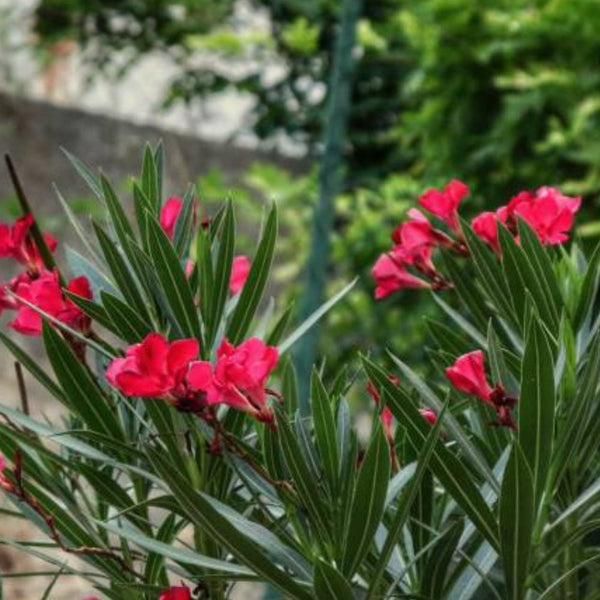 Oleander Bush Red