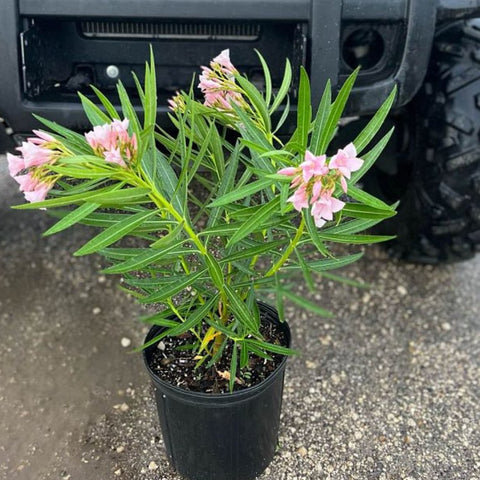 Oleander Ice Pink (Nerium Oleander) - PlantologyUSA - 3 Gallon