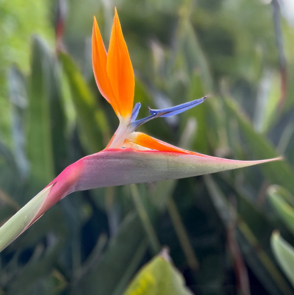 Orange Bird Of Paradise (Strelitzia reginae)