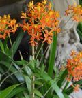 Orange Epidendrum Ground Orchid (Epidendrum spp.) - PlantologyUSA - 3 Gallon