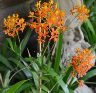Orange Epidendrum Ground Orchid (Epidendrum spp.) - PlantologyUSA - 3 Gallon