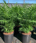 parlor palm tree for sale Parlor Palm for Sale