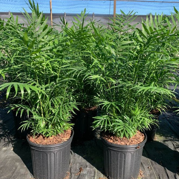 parlor palm lowes Parlor Palm for Sale
