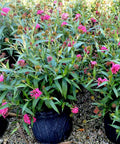 Panama Rose (Rondeletia Leucophylia) - PlantologyUSA - 3 Gallon