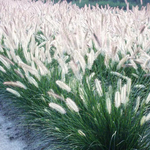 Pennisetum Setaceum (Fountain Grass White) - PlantologyUSA - 3 Gallon