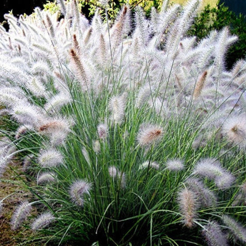 Pennisetum Setaceum (Fountain Grass White) - PlantologyUSA - 3 Gallon