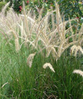 Pennisetum Setaceum (Fountain Grass White) - PlantologyUSA - 7 Gallon