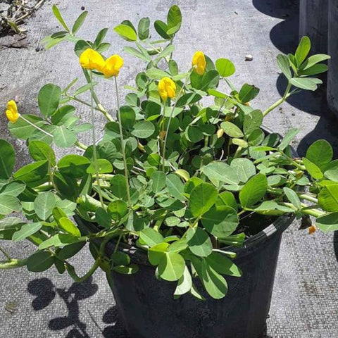 Perennial Peanut (Arachis Glabrata) - PlantologyUSA - 3 Gallon