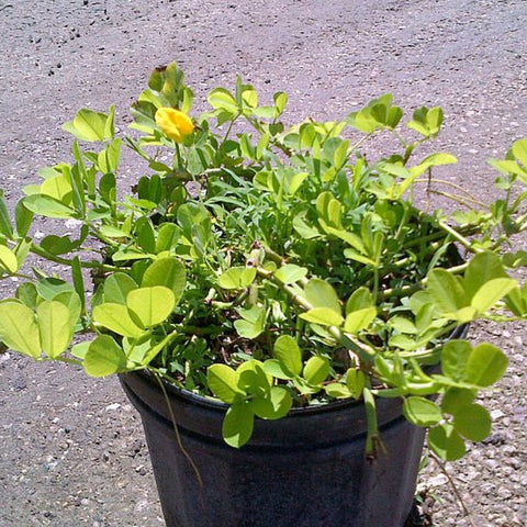 Perennial Peanut (Arachis Glabrata) - PlantologyUSA - 3 Gallon