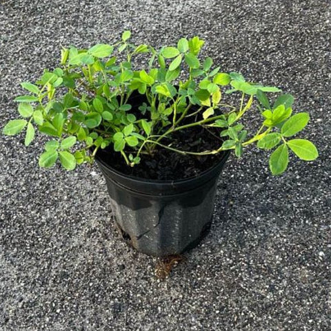 Perennial Peanut (Arachis Glabrata) - PlantologyUSA - 3 Gallon