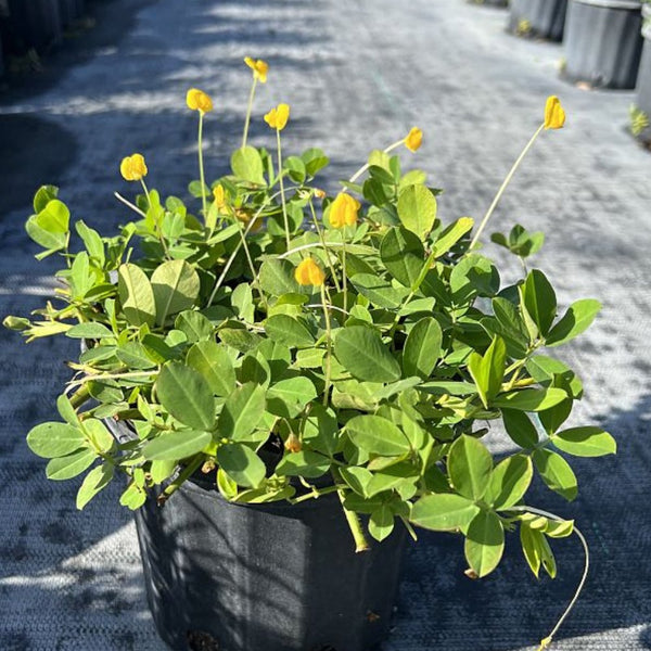 peanut plant in pot Perennial Peanut (Arachis Glabrata)