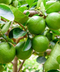 Persian Lime (Citrus × latifolia) - PlantologyUSA - 30 Gallon