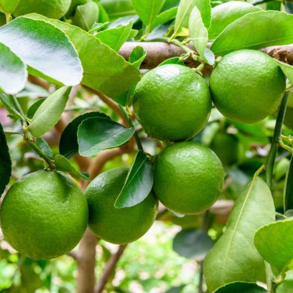 Persian Lime (Citrus × latifolia)