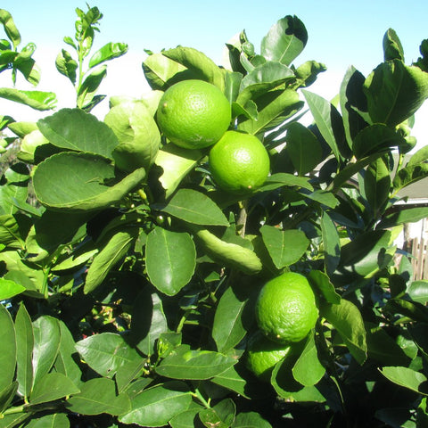 Persian Lime (Citrus × latifolia) - PlantologyUSA - 45 Gallon