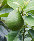 Persian Lime (Citrus × latifolia) - PlantologyUSA - Medium 4-5'