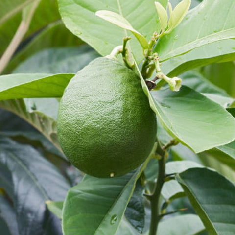 Persian Lime (Citrus × latifolia) - PlantologyUSA - Medium 4-5'