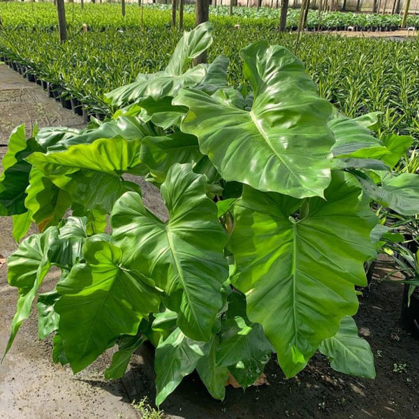 Philodendron Giganteumfor Sale | PlantologyUSA.com – Plantology USA