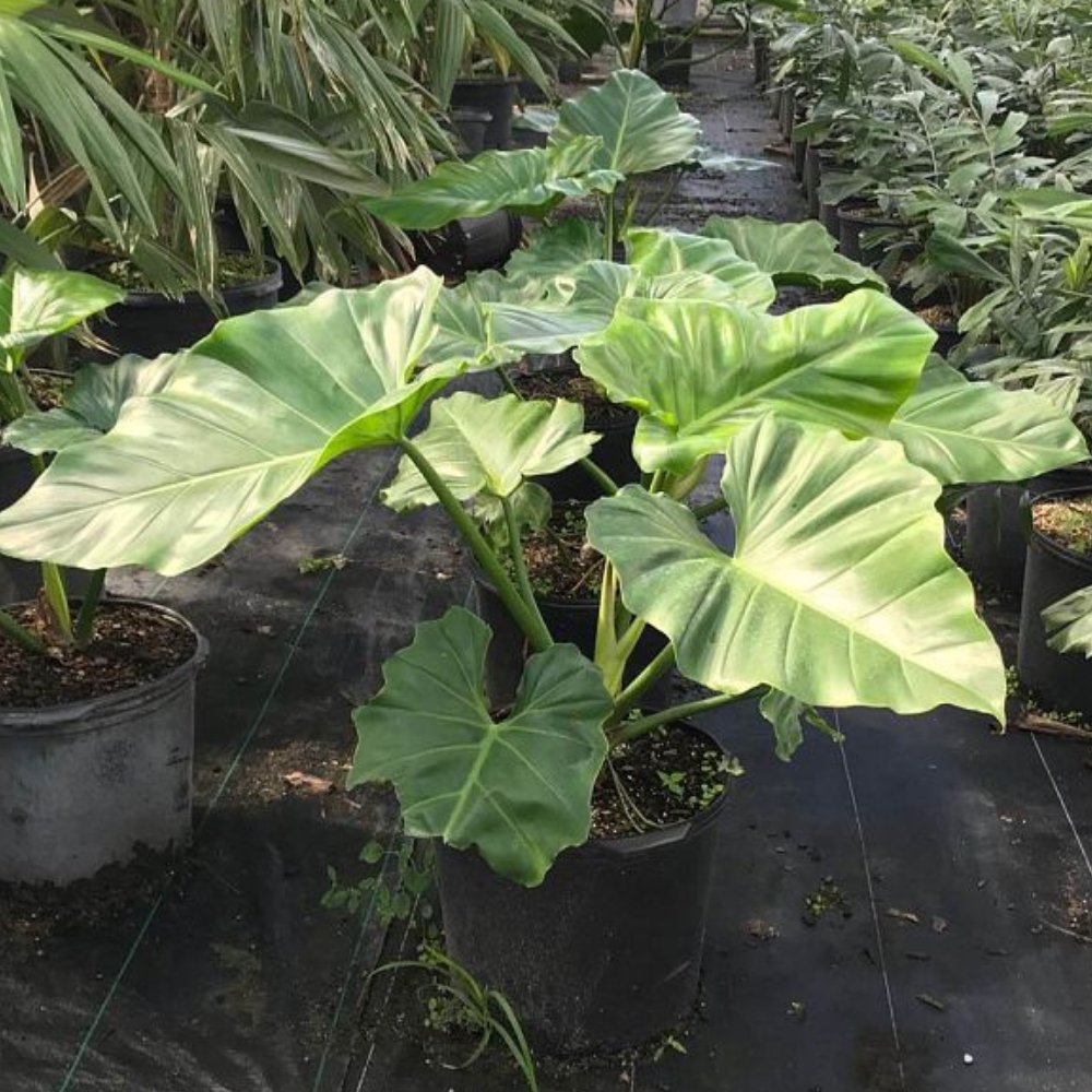 3 gallon philodendron Philodendron Giganteumfor Sale