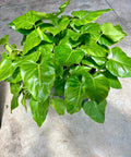 Philodendron Giganteum - PlantologyUSA - 3 Gallon