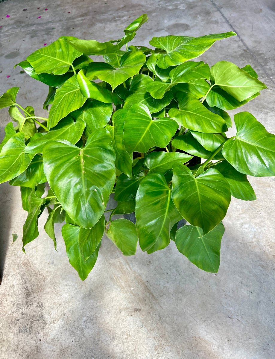 philodendron giganteum indoor Philodendron Giganteumfor Sale