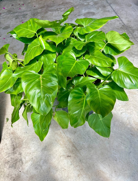 Philodendron Giganteum - PlantologyUSA - 3 Gallon