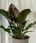 Philodendron Imperial Red (Philodendron Erubescens) - PlantologyUSA - 1 Gallon