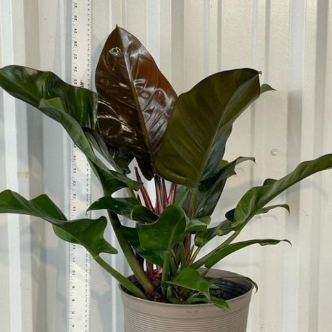 philodendron imperial red mature Philodendron Imperial Red (Philodendron Erubescens) – Plantology USA