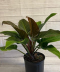 Philodendron Imperial Red (Philodendron Erubescens) - PlantologyUSA - 1 Gallon